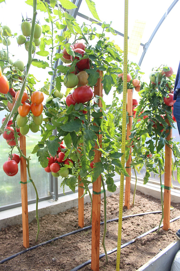 Партнер Томат ПИНК ИНТУИШН F1 ^(5шт) 2-ной пак, изображение 3