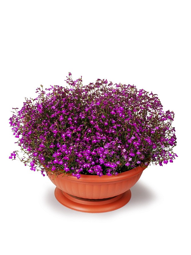 Партнер Лобелия ампельная РЕГАТТА РОУЗ ^(10шт в амп), изображение 4