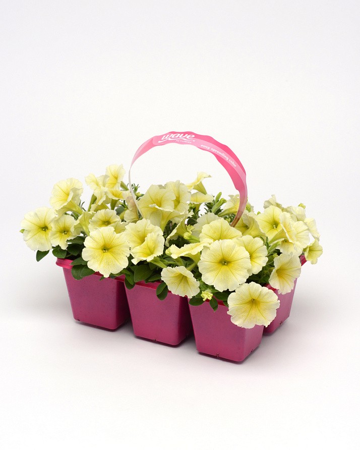 Партнер Петуния F1 серия ИЗИ ВЭЙВ ЕЛЛОУ/ многоцветковая каскадно-ампельная^(5шт в амп), изображение 5