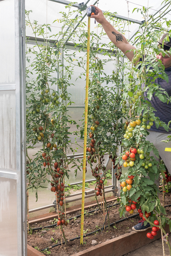 Партнер Томат ЧЕРРИ МИДНАЙТ F1 ^(5шт) 2-ной пак, изображение 5