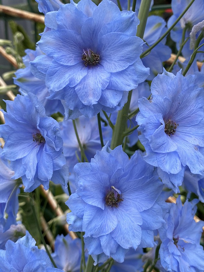 Партнер Дельфиниум F1 новозеландский МИНИ СТАР ^(3шт), изображение 4