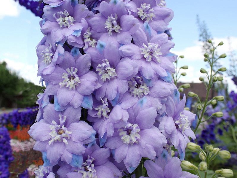 Партнер Дельфиниум F1 новозеландский МОНИНГ ЛАЙТ ^(3шт), изображение 3