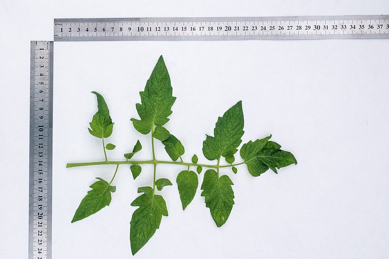 Партнер Томат ВЕРОЧКА F1 ^(0,05г) 2-ной пак, изображение 9