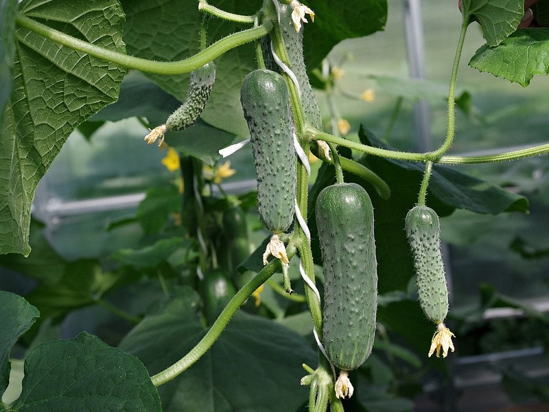 Партнер Огурец ШТОРМ F1 ^(5шт), изображение 1