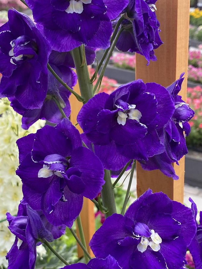 Партнер Дельфиниум F1 новозеландский ПЕРПЛ ПЕЙШН ^(3шт), изображение 3