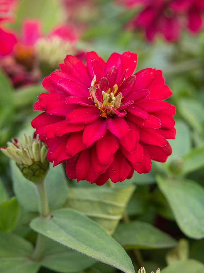 Партнер Цинния ВИШНЕВЫЙ ПИРОГ / мариландская махровая ^(5шт) , изображение 1