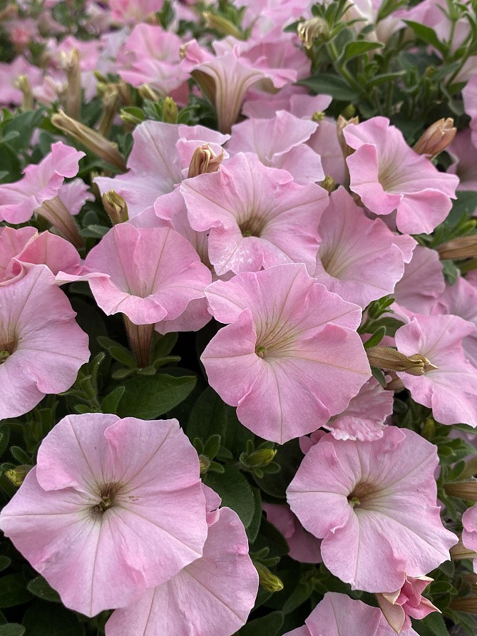 Партнер Петуния серия "МиМи" АВРОРА F1 /многоцветковая каскадная ^(5шт в амп), изображение 3