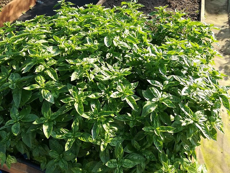 Партнер Базилик МАРИАН зеленый ^(1г), изображение 2