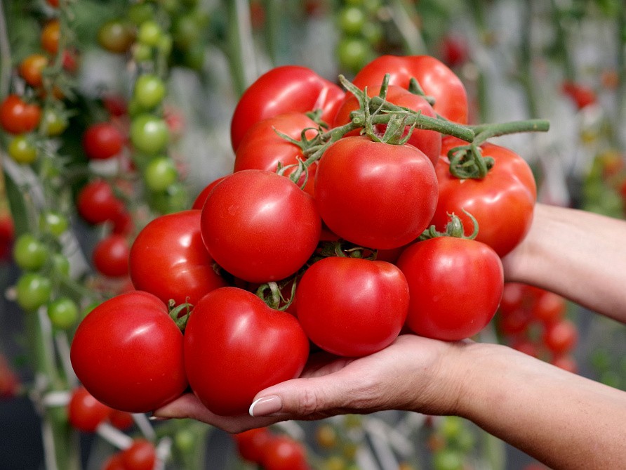 Партнер Томат ЛЮБАША F1 ^(0,1г) 2-ной пак, изображение 1