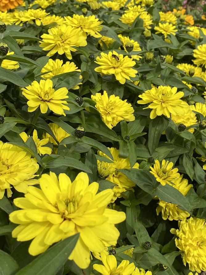 Партнер Цинния МЕДОВАЯ КОВРИЖКА / мариландская махровая ^(5шт), изображение 2