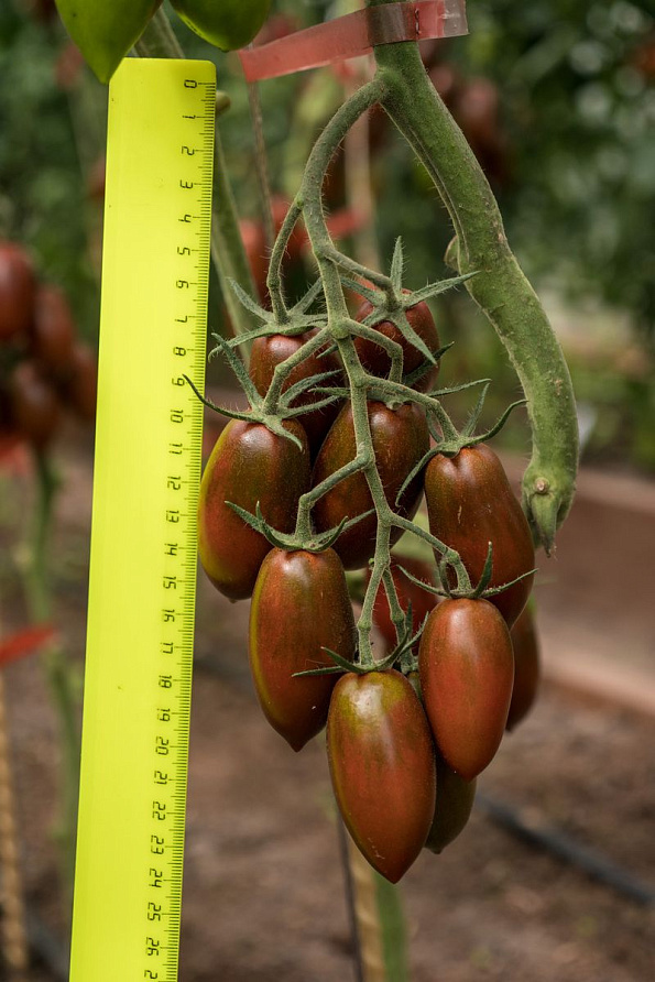 Партнер Томат ДЮКРЕ F1 ^(10шт) 2-ной пак, изображение 5