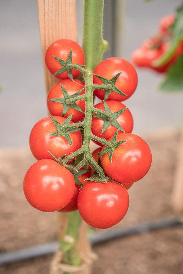 Партнер Томат ЧЕРРИ ПЛАЗА F1 ^(5шт) 2-ной пак, изображение 5