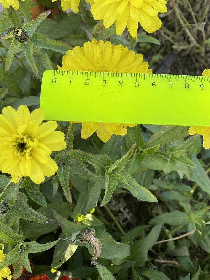 Партнер Цинния МЕДОВАЯ КОВРИЖКА / мариландская махровая ^(5шт), изображение 3