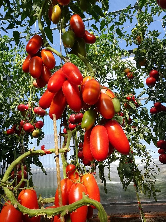 Партнер Томат ДАМСКИЙ КАПРИЗ F1 ^(10шт) 2-ной пак, изображение 5