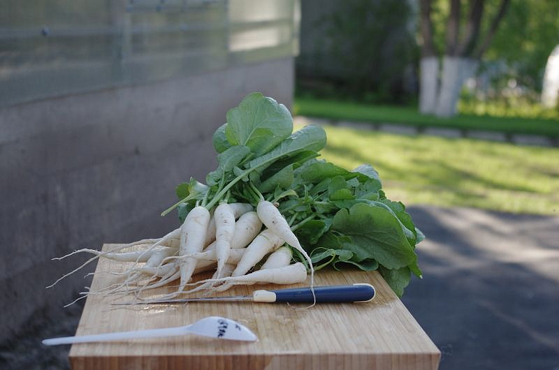 Партнер Редис СВЕТЛЯЧОК ^(2г), изображение 2