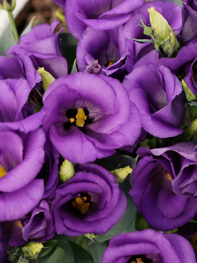 Партнер Эустома F1 карликовая МИСС БЕТТИ ^(5шт в амп), изображение 2