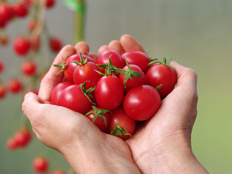 Партнер Томат ЗИМНЯЯ ВИШНЯ F1 ^(10шт) 2-ной пак, изображение 2