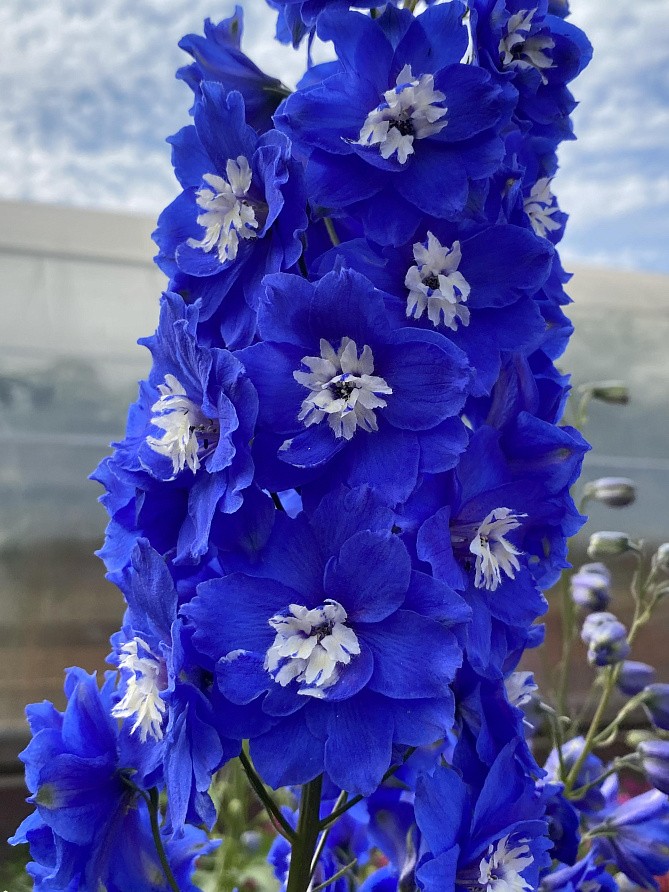 Партнер Дельфиниум F1 новозеландский РОЙЯЛ АСПИРЕЙШЕН ^(3шт), изображение 3