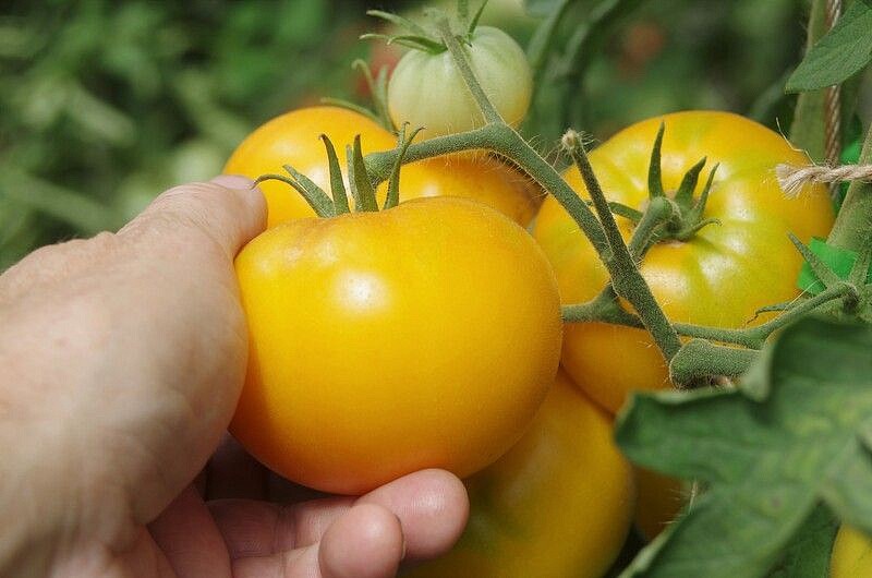 Партнер Томат АЗОЮШКА ^(10шт) 2-ной пак, изображение 6