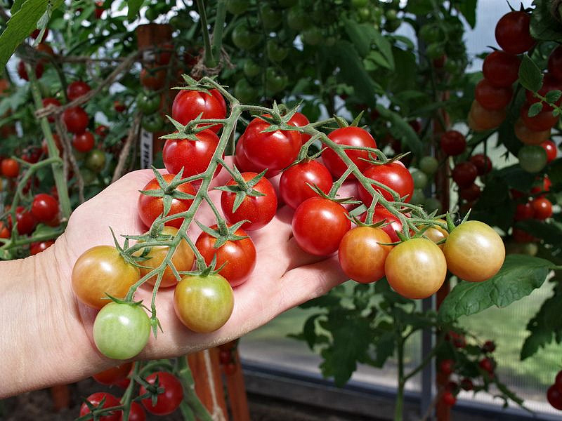 Партнер Томат КАРАМЕЛЛА F1 ^(5шт) 2-ной пак, изображение 2