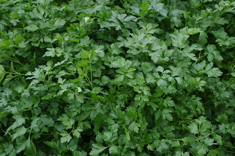 Партнер Петрушка листовая ИТАЛЬЯНСКИЙ ГИГАНТ ^(2г), изображение 4