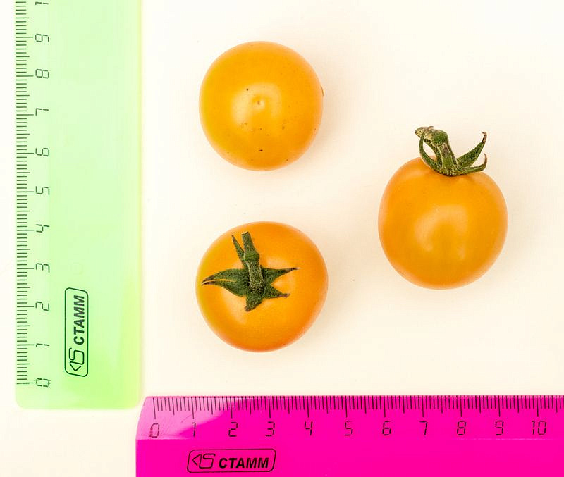 Партнер Томат ЧЕРРИ КРАСКИ F1 ^(5шт) 2-ной пак, изображение 1