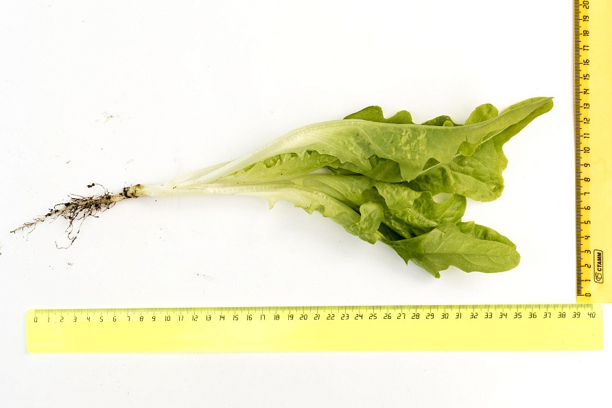 Партнер Салат листовой ДУБАЧЕК МС ^(0,5г), изображение 1