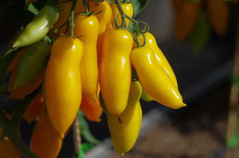 Партнер Томат БАНАНОВЫЕ НОГИ ^(10шт), изображение 5