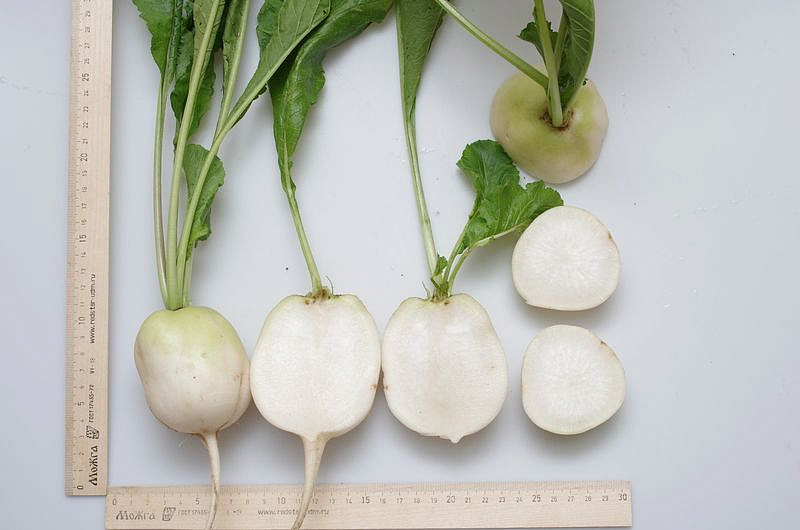 Партнер Дайкон САША ^(1г), изображение 3