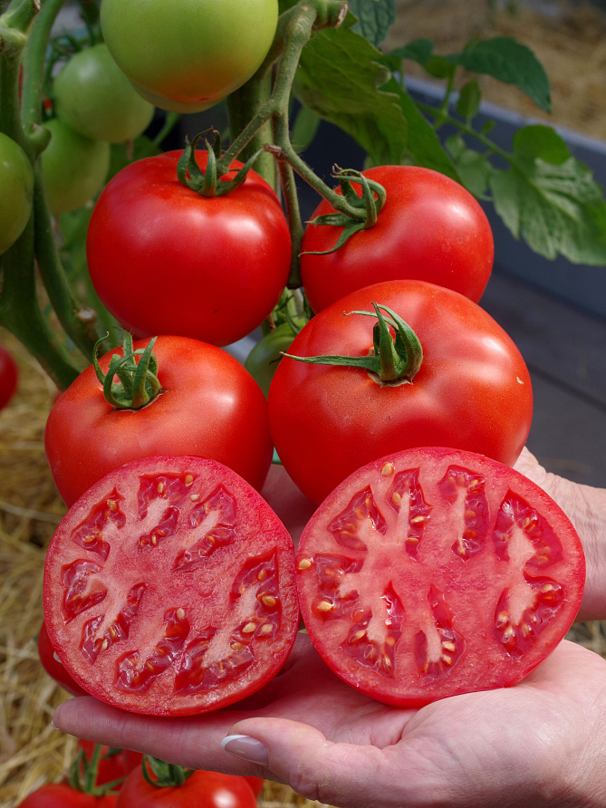 Партнер Томат КОЛОРИТ F1 ^(5шт) 2-ной пак, изображение 4