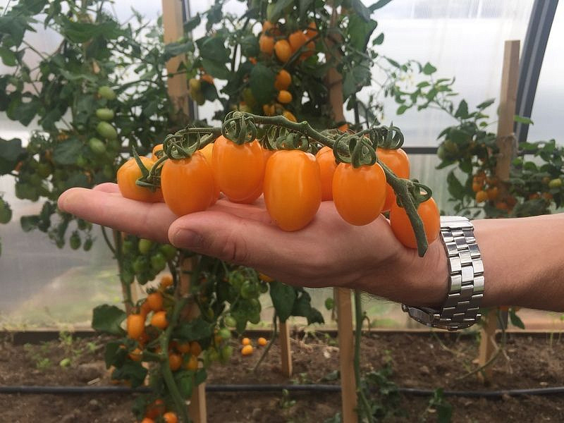 Партнер Томат ЧЕРРИ МАГНИФИКА F1 ^(10шт) 2-ной пак, изображение 6