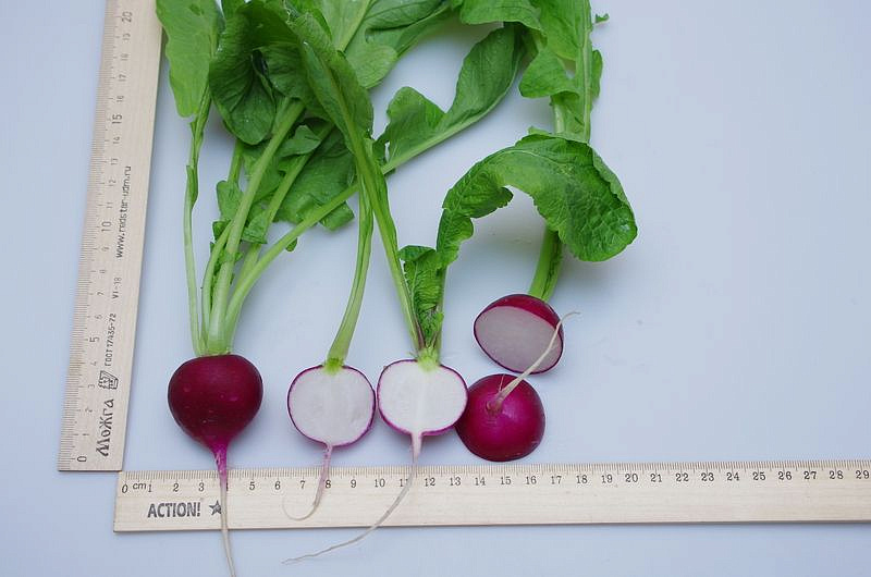 Партнер Редис ВИОЛЕТТА ^(2г), изображение 4