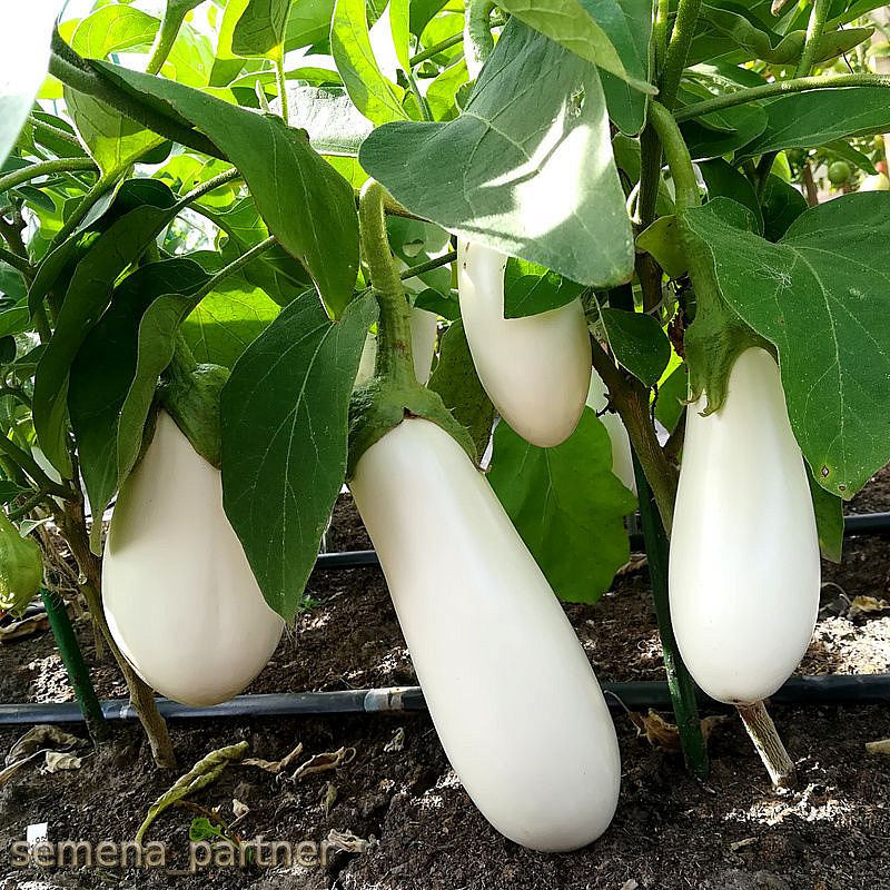 Партнер Баклажан БИБО F1 ^(10шт) 2-ной пак, изображение 3