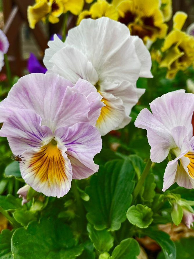 Партнер Виола F1 бахромчатая серия "Танго-манго" БОЛЕРО ^(5шт в амп), изображение 2