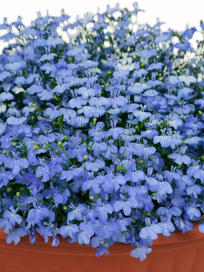 Партнер Лобелия каскадная РИВЬЕРА СКАЙ БЛЮ ^(10шт в амп), изображение 2