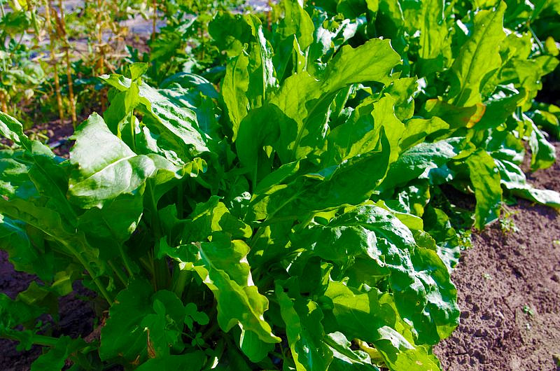 Партнер Щавель ШИРОКОЛИСТНЫЙ ^(1г), изображение 4