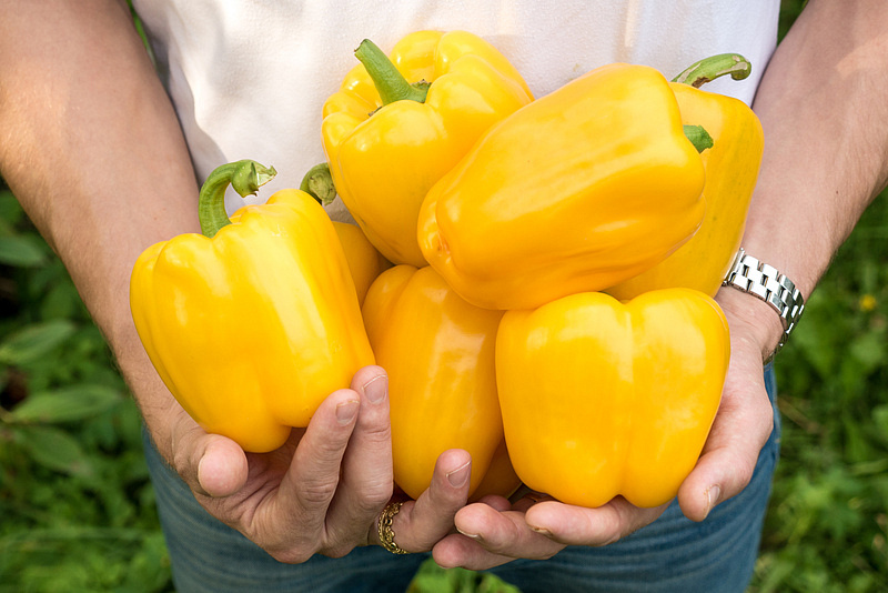 Партнер Перец ТАВИНЬЯНО F1 ^(5шт) 2-ной пак, изображение 5