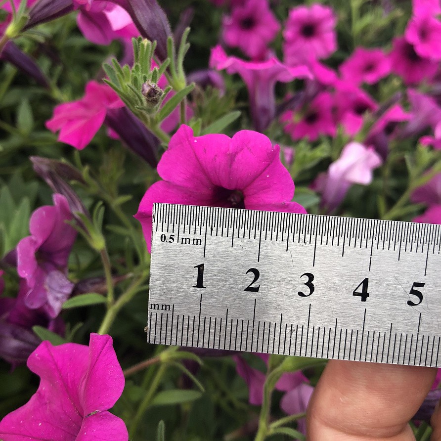 Партнер Петуния серия "Вивальди" ВУАЛЬ F1 / многоцветковая ампельная^(5шт в амп), изображение 6