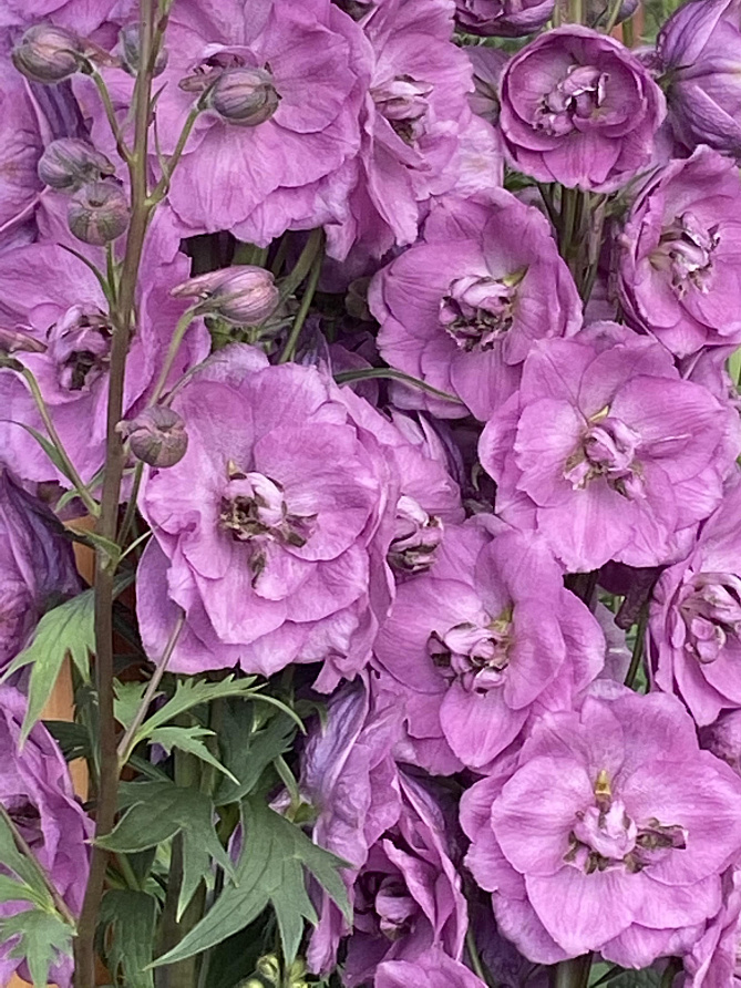 Партнер Дельфиниум F1 новозеландский ДАСКИ МАЙДЕНС ^(3шт), изображение 2