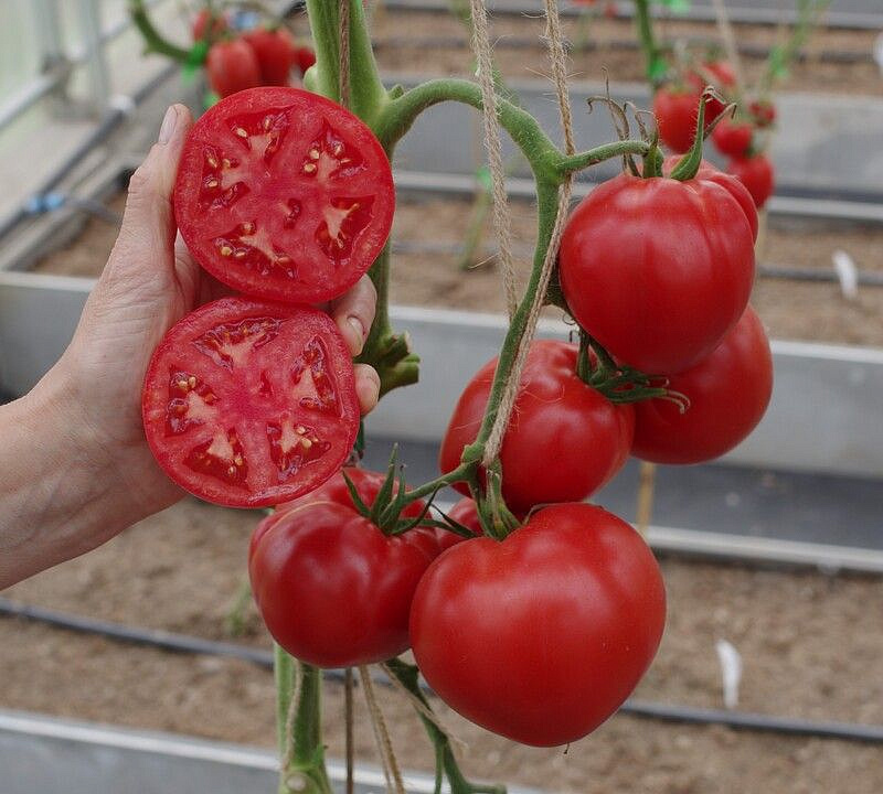 Партнер Томат ДЕМЕТРА F1 ^(10шт) 2-ной пак, изображение 6