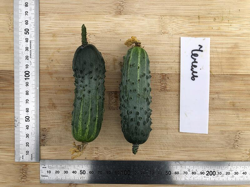 Партнер Огурец ЧЕЧЕЛЬ F1 ^(0,5г), изображение 2