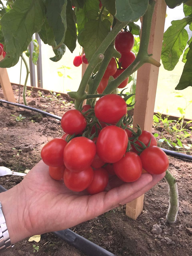 Партнер Томат ЧЕРРИ ЗЕМЛЕДЕЛЕЦ F1 ^(0,05г) 2-ной пак, изображение 4