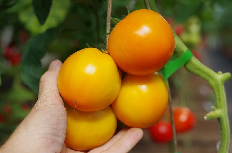 Партнер Томат ОРАНЖ БИФ F1 ^(5шт) 2-ной пак, изображение 2