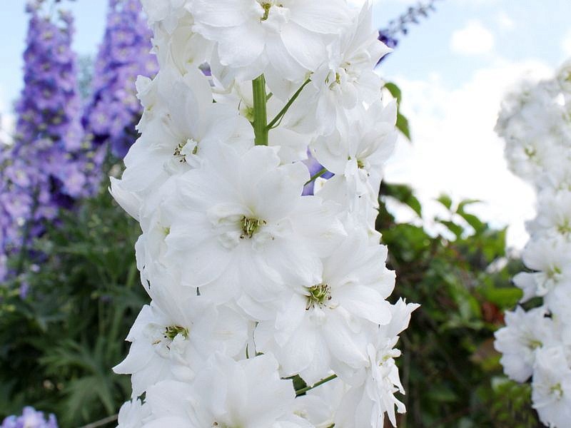 Партнер Дельфиниум F1 новозеландский ИННОСЕНС ^(3шт), изображение 5