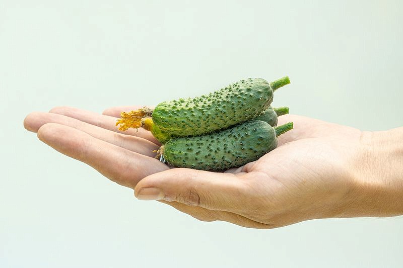 Партнер Огурец БИНГО F1 ^(5шт, изображение 4