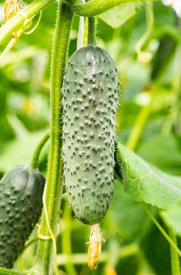 Партнер Огурец БЬЕРН F1 ^(5шт), изображение 2