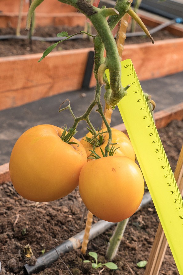 Партнер Томат ЖЕЛТАЯ ИМПЕРИЯ F1 ^(10шт) 2-ной пак, изображение 6