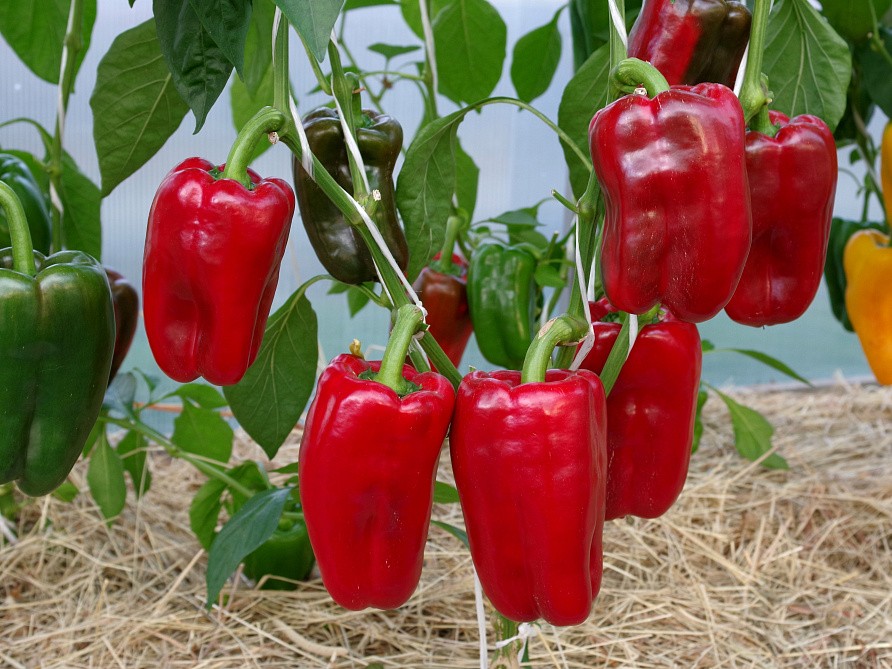 Партнер Перец ЛИВАДИЯ F1 ^(5шт) 2-ной пак, изображение 2