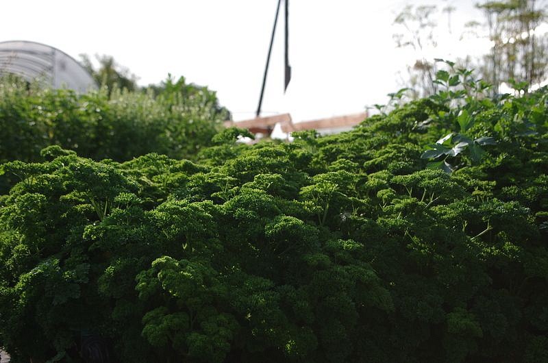 Партнер Петрушка листовая кудрявая АСТРА ^(3г), изображение 2