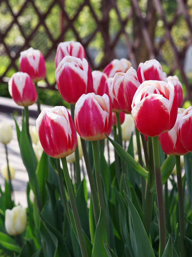 Партнер Тюльпан триумф Роман Эмпайер ^(5шт/уп), изображение 1
